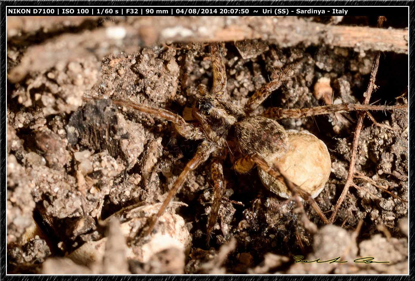 Pardosa sp.da Uri (SS)